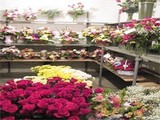 珠海订花篮 教师节礼物 用鲜花感谢老师的辛勤付出